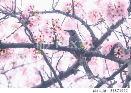桜とヒヨドリ 桜とヒヨドリ 88371922