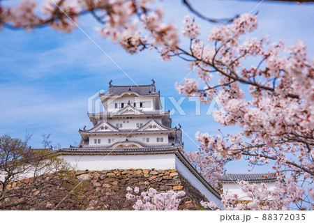 兵庫県 国宝姫路城と満開の桜 兵庫県 国宝姫路城と満開の桜 88372035