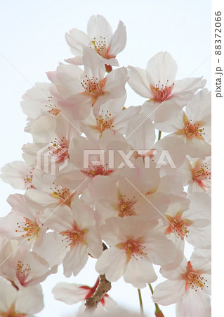 春日和×花見日和 春日和×花見日和 88372066