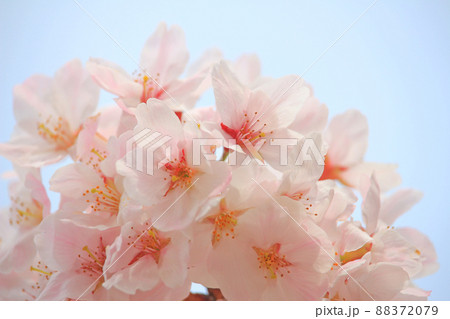 春日和×花見日和 春日和×花見日和 88372079