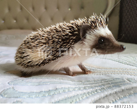 African hedgehog on the bed 88372153