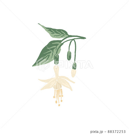 Flowers and buds of white fuchsia plant twig with green leaves, hand drawn illustration of White joy fuchsia 88372253