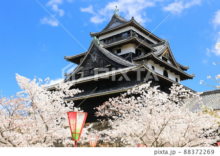 【島根県】桜が満開の松江城天守閣(国宝) 【島根県】桜が満開の松江城天守閣(国宝) 88372269