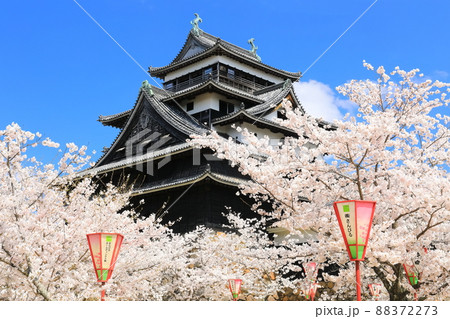 【島根県】桜が満開の松江城天守閣（国宝） 88372273