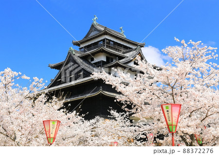 【島根県】桜が満開の松江城天守閣(国宝) 【島根県】桜が満開の松江城天守閣(国宝) 88372276
