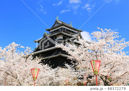 【島根県】桜が満開の松江城天守閣(国宝) 【島根県】桜が満開の松江城天守閣(国宝) 88372279