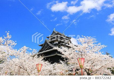 【島根県】桜が満開の松江城天守閣(国宝) 【島根県】桜が満開の松江城天守閣(国宝) 88372282