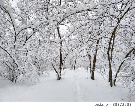 Winter. A lot of snow. Winter. A lot of snow. 88372283