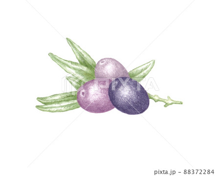 Hand drawn illustration of three purple olives with tree branch and green leaves laying isolated on white background Hand drawn illustration of three purple olives with tree branch and green leaves laying isolated on white background 88372284