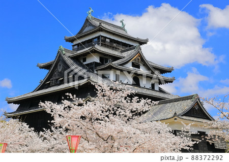【島根県】桜が満開の松江城天守閣(国宝) 【島根県】桜が満開の松江城天守閣(国宝) 88372292