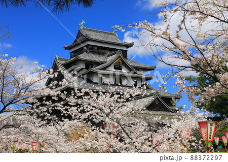【島根県】桜が満開の松江城天守閣（国宝） 88372297