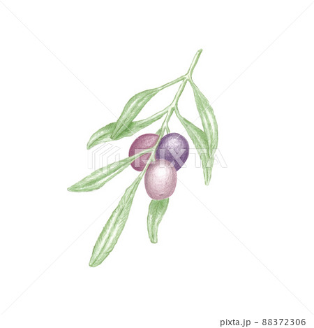 Hand drawn illustration of olive tree branch with green leaves and three ripe purple olives, botanical color sketch Hand drawn illustration of olive tree branch with green leaves and three ripe purple olives, botanical color sketch 88372306