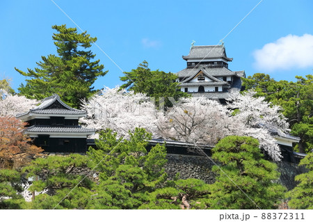 【島根県】桜が満開の松江城天守閣と南櫓（国宝） 88372311