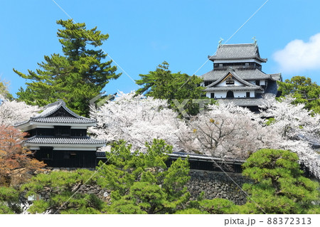 【島根県】桜が満開の松江城天守閣と南櫓(国宝) 【島根県】桜が満開の松江城天守閣と南櫓(国宝) 88372313