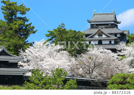 【島根県】桜が満開の松江城天守閣と南櫓（国宝） 88372316