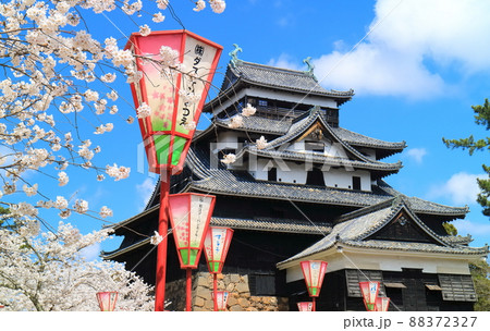【島根県】桜が満開の松江城天守閣（国宝） 88372327