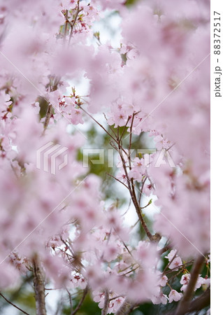 可愛いサクラをマクロレンズで接写 88372517