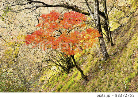丹沢の小笄 シロヤシオツツジの紅葉 丹沢の小笄 シロヤシオツツジの紅葉 88372755