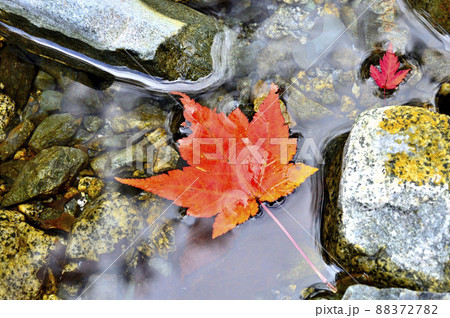 西丹沢の用木沢　川面に浮かぶコミネカエデの紅葉 88372782