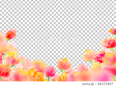 Carnation field background material 88372807