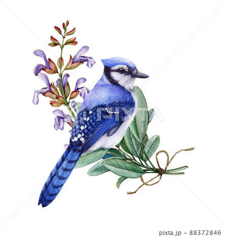 Blue jay bird with sage flowers. Watercolor illustration. Vintage hand drawn floral decor. Retro style blue bird with sage flowers 88372846