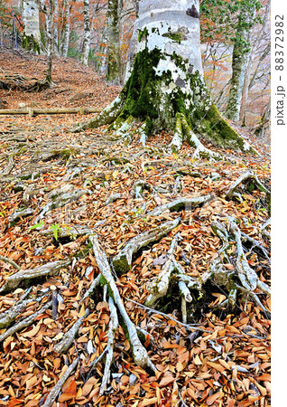 西丹沢の檜洞丸　秋のつつじ新道の尾根道 88372982