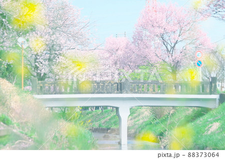 渋田川の小さな橋と桜並木 88373064