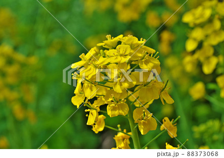 黄色いナノハナの花（春、三月） 88373068