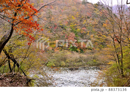 丹沢の檜洞丸 つつじ新道 東沢の紅葉 丹沢の檜洞丸 つつじ新道 東沢の紅葉 88373136