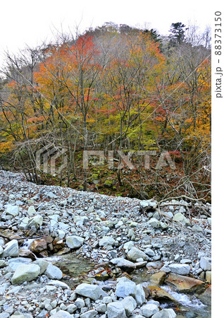 丹沢の檜洞丸　つつじ新道　紅葉のゴーラ沢出合 88373150