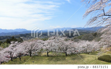 満開の桜と青空と白い雲と群馬の山々を城の本丸跡からのぞむ(安中市) 満開の桜と青空と白い雲と群馬の山々を城の本丸跡からのぞむ(安中市) 88373151