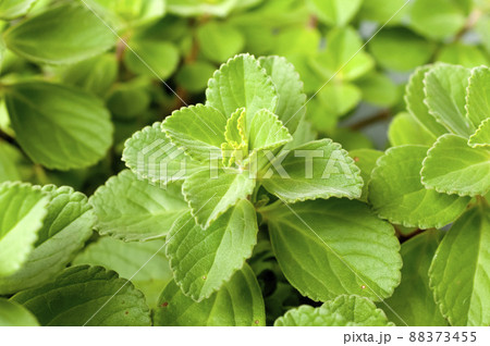 ボルトジンユ 88373455