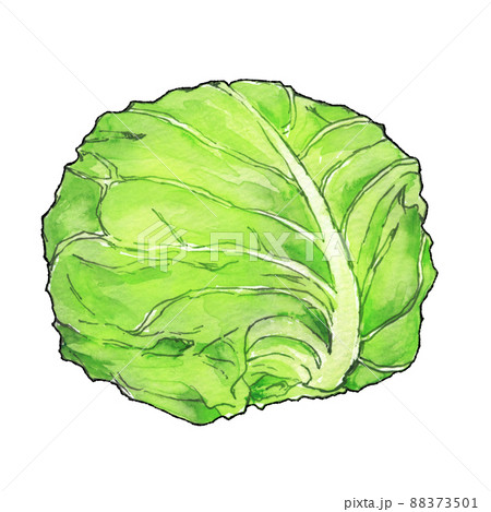 キャベツのイラスト 手描き 透明水彩 のイラスト素材 [88373501] - PIXTA