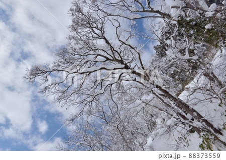 島雲が流れる青空の下、雪をかぶった木を見上げる 島雲が流れる青空の下、雪をかぶった木を見上げる 88373559