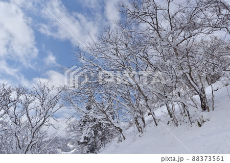 島雲が流れる青空の下、長野県中野市豊津地区で雪の斜面を写す 88373561