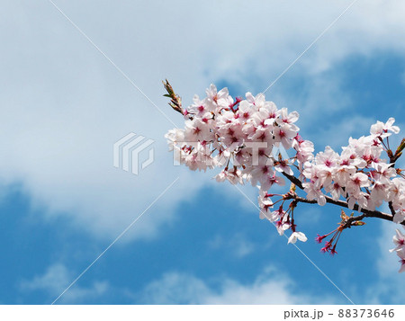 桜 88373646