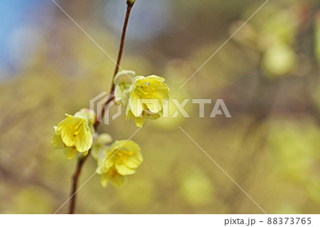 黄色いヒュウガミズキの花(春、三月) 黄色いヒュウガミズキの花(春、三月) 88373765