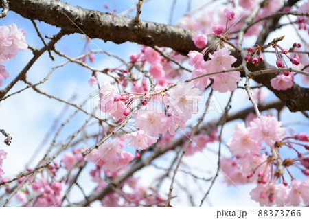 姫路城_2022年春_お花見散歩 姫路城_2022年春_お花見散歩 88373766