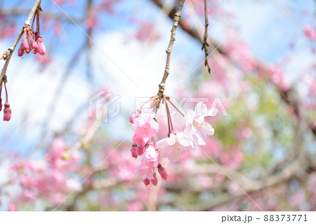 姫路城_2022年春_お花見散歩_好古園の中まで入ってみた 姫路城_2022年春_お花見散歩_好古園の中まで入ってみた 88373771