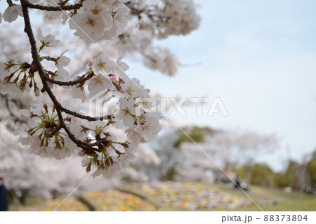 姫路城_2022年春_お花見散歩 姫路城_2022年春_お花見散歩 88373804