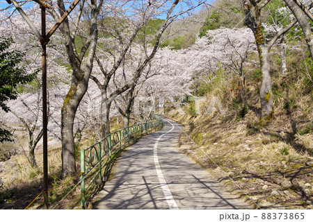 土師ダム周辺の桜並木（広島県安芸高田市　2022年4月） 88373865