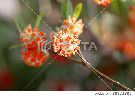 アカバナミツマタの花 アカバナミツマタの花 88373889