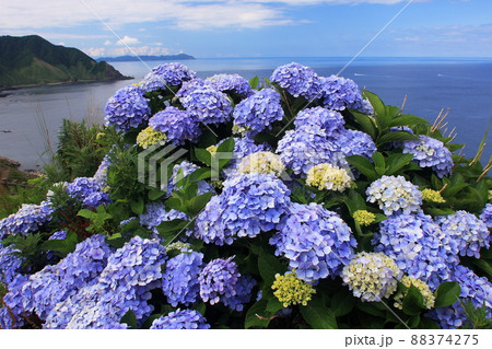 夏の津軽半島竜飛岬に咲く紫陽花と日本海の風景 88374275
