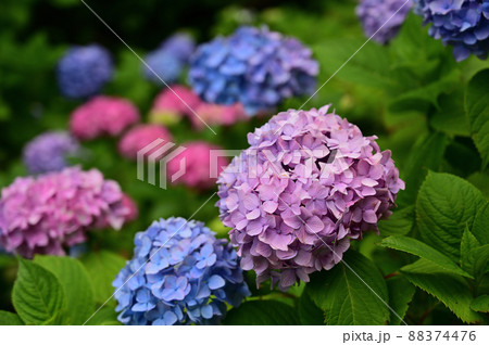 紫陽花 88374476