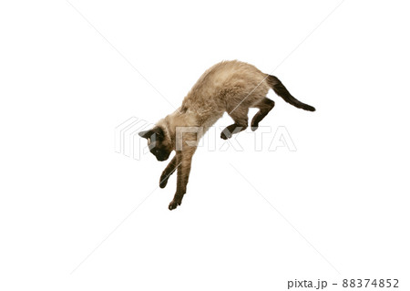 Studio shot of small Thai cat with blue eyes jumping, flying isolated on white studio background. Concept of domestic animal life, pets, action Studio shot of small Thai cat with blue eyes jumping, flying isolated on white studio background. Concept of domestic animal life, pets, action 88374852