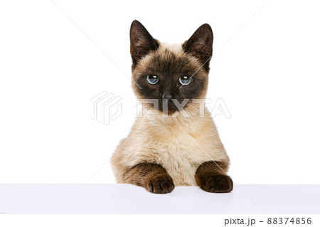 Close-up portrait of cute Thai cat with blue eyes looking at camera isolated on white studio background. Concept of domestic animal life, pets, action Close-up portrait of cute Thai cat with blue eyes looking at camera isolated on white studio background. Concept of domestic animal life, pets, action 88374856