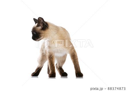 Full-length portrait of charming Thai cat with blue eyes posing isolated on white studio background. Concept of domestic animal life, pets, action 88374873