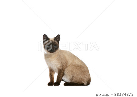 Full-length portrait of charming Thai cat with blue eyes posing isolated on white studio background. Concept of domestic animal life, pets, action Full-length portrait of charming Thai cat with blue eyes posing isolated on white studio background. Concept of domestic animal life, pets, action 88374875