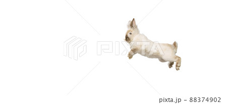 Portrait of charming, furry cute rabbit posing isolated on white studio background. Concept of domestic animal life, pets, friend, happy easter 88374902