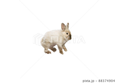Portrait of charming, furry cute rabbit posing isolated on white studio background. Concept of domestic animal life, pets, friend, happy easter Portrait of charming, furry cute rabbit posing isolated on white studio background. Concept of domestic animal life, pets, friend, happy easter 88374904